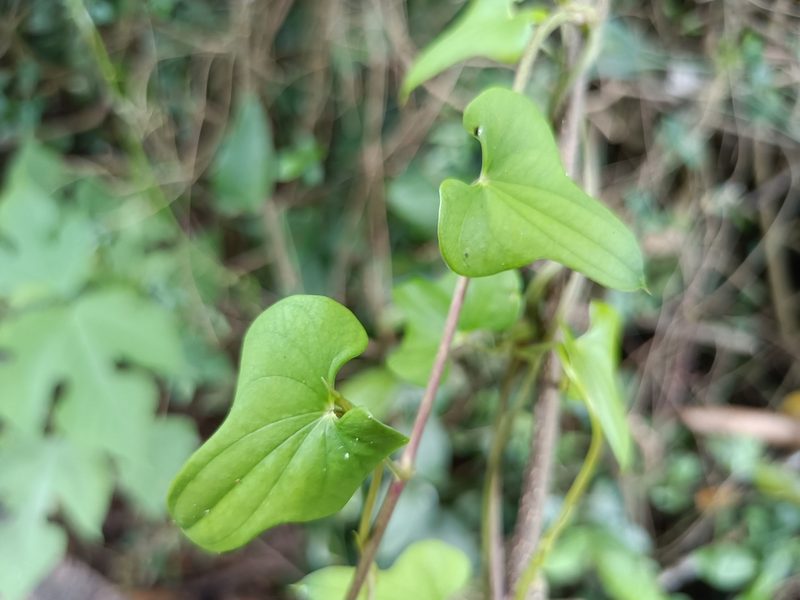 Dioscorea polystachya, photographed by 五色鳥