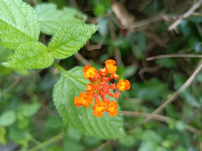 Lantana camara, photographed by 五色鳥