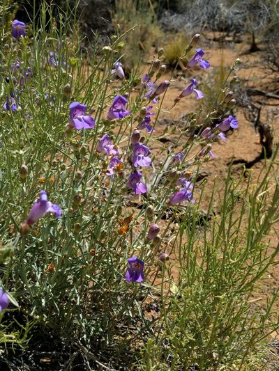 Penstemon incertus, photographed by Ken-ichi Ueda