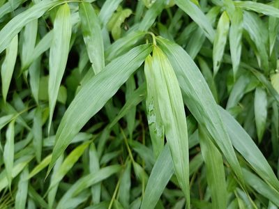Microstegium vimineum, photographed by 五色鳥