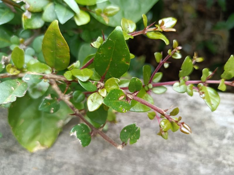 Pisonia aculeata, photographed by 五色鳥