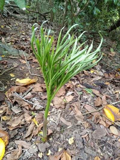 Amorphophallus henryi, photographed by 五色鳥