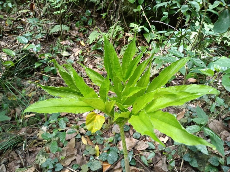 Amorphophallus henryi, photographed by 五色鳥