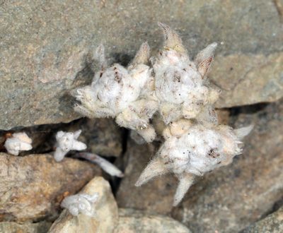 Stylocline psilocarphoides, photographed by Steve Matson