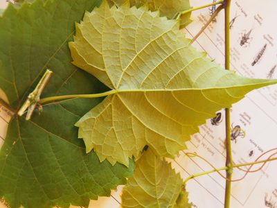 Vitis vulpina, photographed by Lena Struwe
