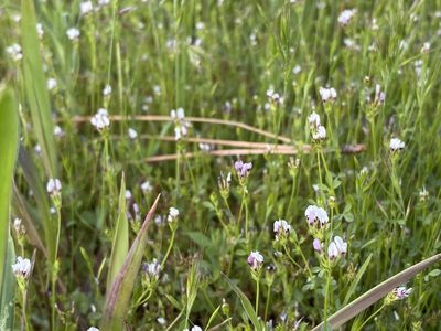 Trifolium variegatum
