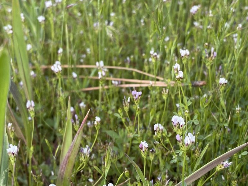 Trifolium variegatum, photographed by Peter Garber