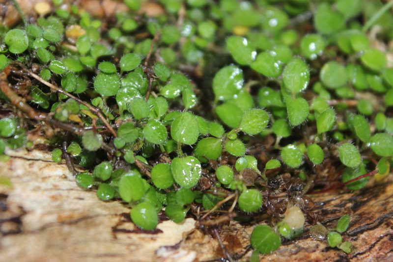 Leptostigma setulosum, photographed by Joe Dillon