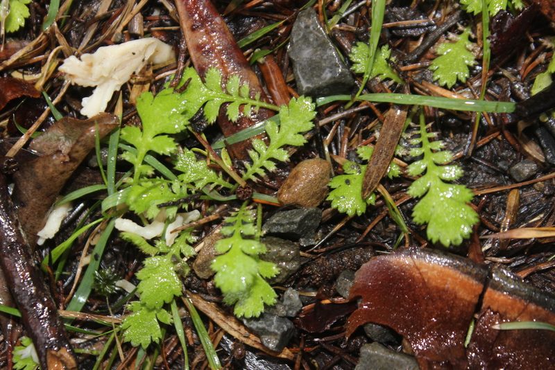 Cotula squalida, photographed by Joe Dillon