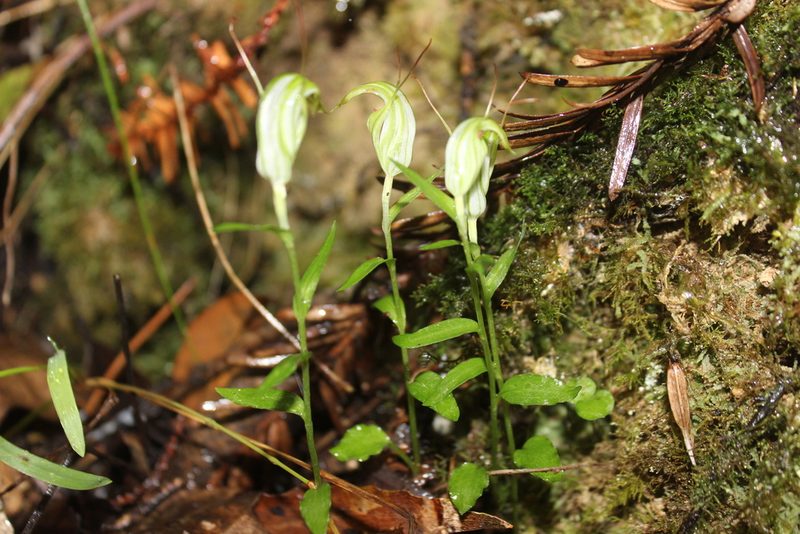 Pterostylis alobula, photographed by Joe Dillon
