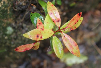 Metrosideros excelsa, photographed by Joe Dillon