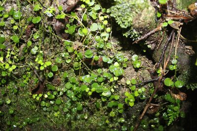 Stellaria parviflora