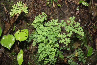 Adiantum raddianum
