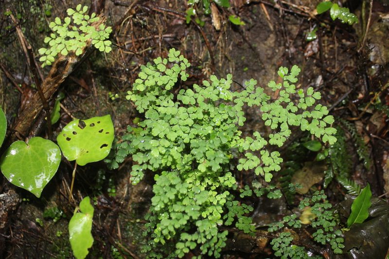 Adiantum raddianum, photographed by Joe Dillon