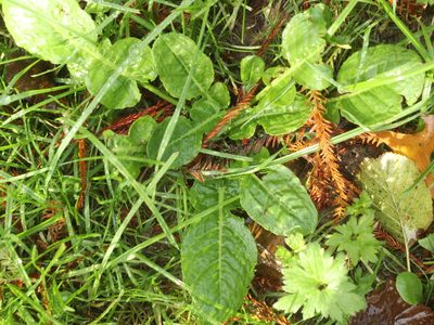 Rumex pulcher, photographed by Joe Dillon