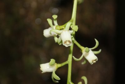 Didymocheton spectabilis, photographed by Joe Dillon