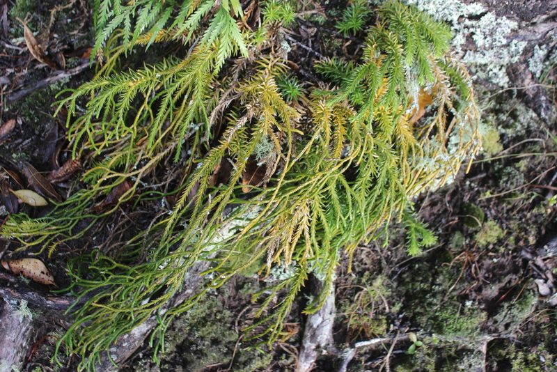 Phlegmariurus billardierei, photographed by Joe Dillon