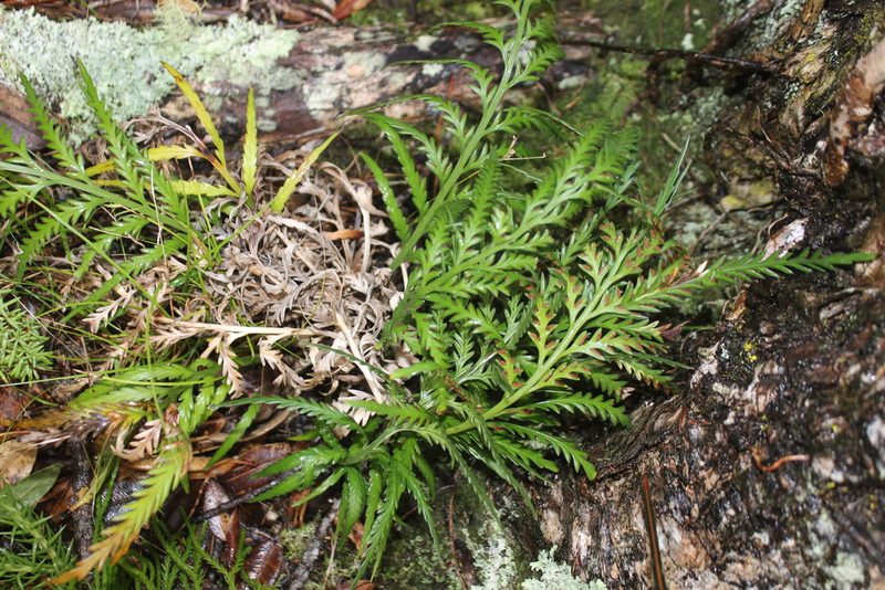 Asplenium flaccidum, photographed by Joe Dillon