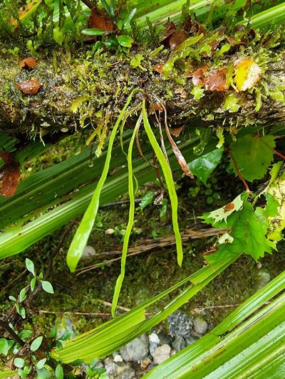 Notogrammitis angustifolia, photographed by Joss Simpson