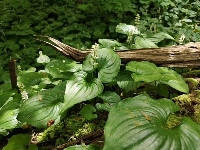 Maianthemum dilatatum, photographed by Jens-Christian Svenning