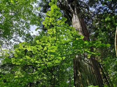 Acer circinatum, photographed by Jens-Christian Svenning