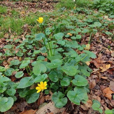 Ranunculus ficaria, photographed by Jenny Saito