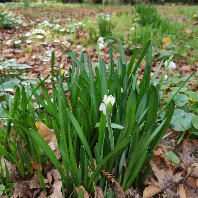 Leucojum aestivum, photographed by Jenny Saito