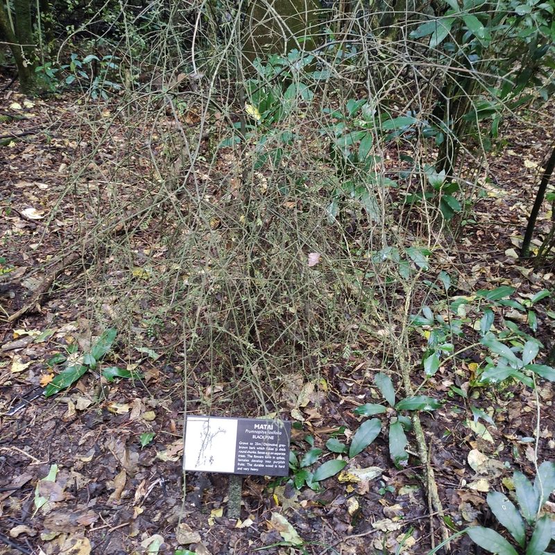 Prumnopitys taxifolia, photographed by Jenny Saito