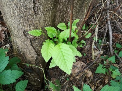 Alnus rubra, photographed by Jens-Christian Svenning