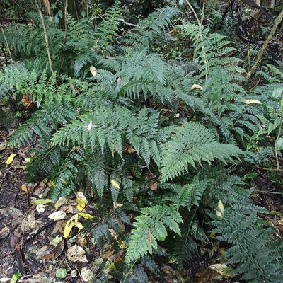 Asplenium gracillimum, photographed by Jenny Saito