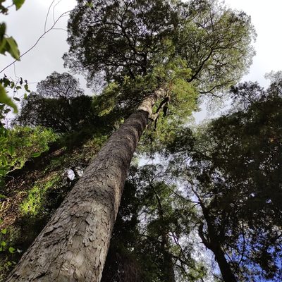 Dacrycarpus dacrydioides, photographed by Jenny Saito