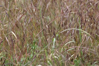 Bromus sterilis, photographed by Jerry Lanfear