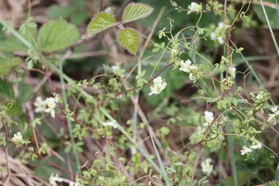 Ceratocapnos claviculata, photographed by Jerry Lanfear