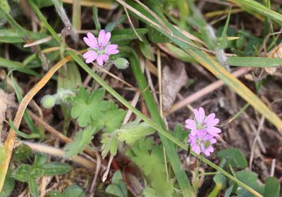 Geranium molle, photographed by Jerry Lanfear