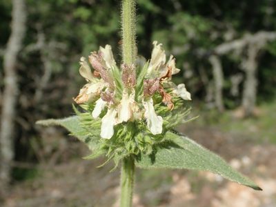 Stachys tmolea, photographed by John Kenrick Gibson