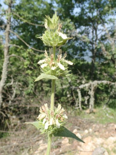 Stachys tmolea, photographed by John Kenrick Gibson