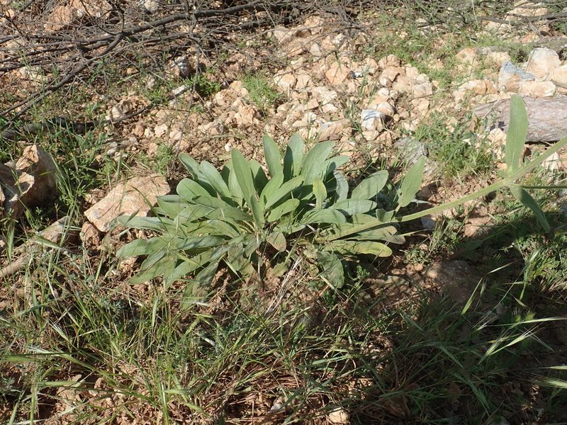 Stachys tmolea, photographed by John Kenrick Gibson