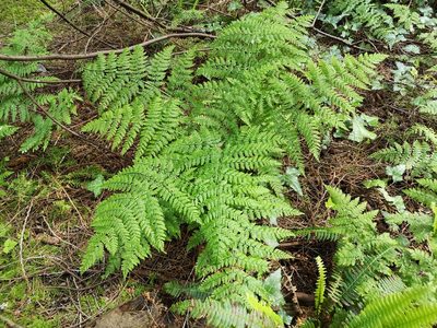 Dryopteris expansa, photographed by Jens-Christian Svenning
