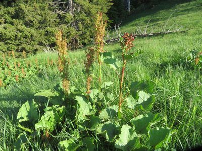 Rumex alpinus, photographed by Marco Mussita