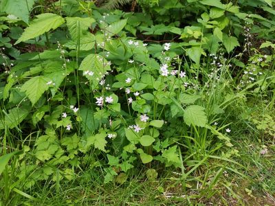 Claytonia sibirica, photographed by Jens-Christian Svenning