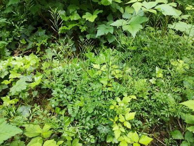 Cardamine flexuosa