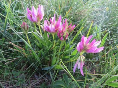 Trifolium alpinum, photographed by Marco Mussita