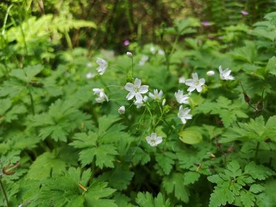 Claytonia sibirica, photographed by Jens-Christian Svenning