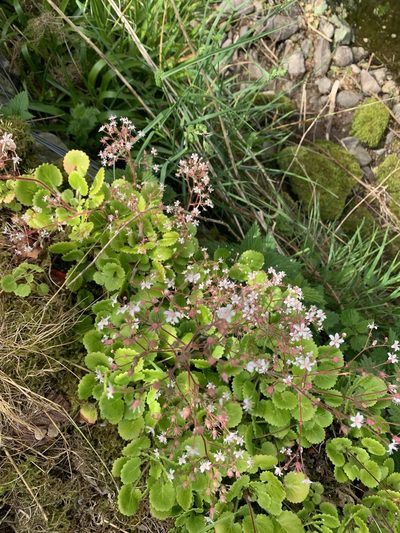 Saxifraga hirsuta, photographed by Christoph Harwood