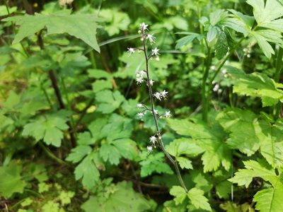 Tiarella trifoliata, photographed by Jens-Christian Svenning