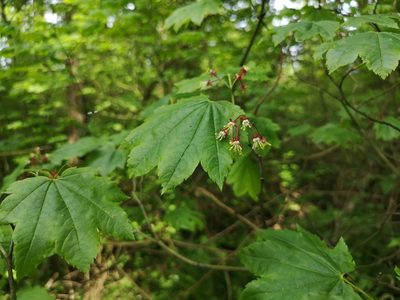 Acer circinatum