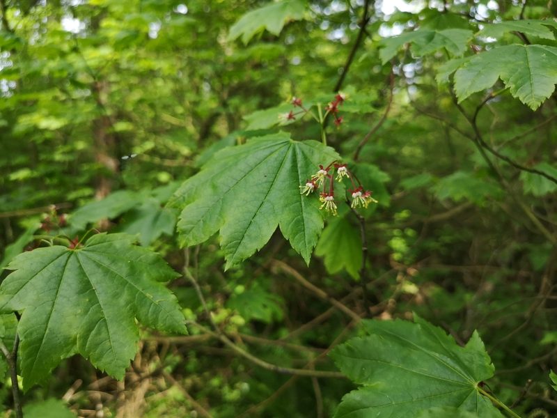 Acer circinatum, photographed by Jens-Christian Svenning