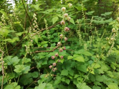Tellima grandiflora, photographed by Jens-Christian Svenning