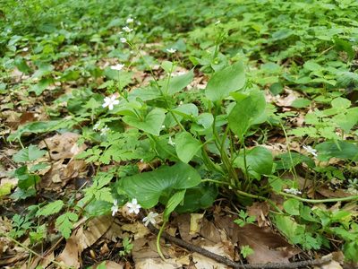 Claytonia sibirica, photographed by Jens-Christian Svenning