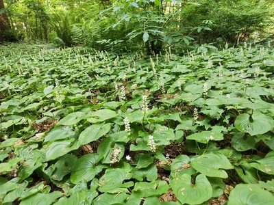 Maianthemum dilatatum, photographed by Jens-Christian Svenning